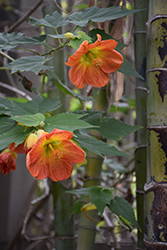 Orange Glow Flowering Maple (Abutilon 'Orange Glow') at A Very Successful Garden Center