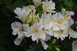 Gigi Cream Alstroemeria (Alstroemeria 'Gigi Cream') at Lakeshore Garden Centres