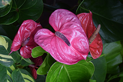 Utah Anthurium (Anthurium 'Utah') at Lakeshore Garden Centres