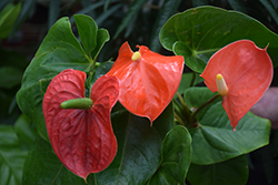 Florida Anthurium (Anthurium andraeanum 'Florida') at Lakeshore Garden Centres
