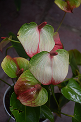 Elegance Anthurium (Anthurium 'Elegance') at Lakeshore Garden Centres
