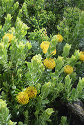 Yellow Bird Pincushion (Leucospermum cordifolium 'Yellow Bird') at Lakeshore Garden Centres