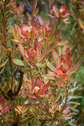Jester Conebush (Leucadendron 'Jester') at Lakeshore Garden Centres