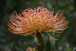Catherine-Wheel Pincushion (Leucospermum catherinae) at Lakeshore Garden Centres