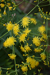 Tree Sonchus (Sonchus canariensis) at Lakeshore Garden Centres