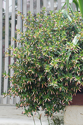 Blackberry Sparkler Cuphea (Cuphea 'Blackberry Sparkler') at Lakeshore Garden Centres