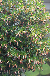 Blackberry Sparkler Cuphea (Cuphea 'Blackberry Sparkler') at Lakeshore Garden Centres