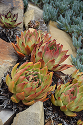 Red Tip Echeveria (Echeveria agavoides 'Red Tip') at Lakeshore Garden Centres