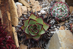 Lipstick Echeveria (Echeveria agavoides 'Lipstick') at Lakeshore Garden Centres