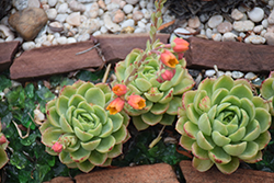 Grey Red Echeveria (Echeveria 'Grey Red') at Lakeshore Garden Centres