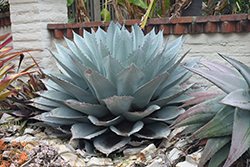 Blue Emperor Agave (Agave 'Blue Emperor') at Lakeshore Garden Centres