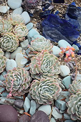 Grey Red Echeveria (Echeveria 'Grey Red') at Lakeshore Garden Centres