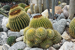 Golden Barrel Cactus (Echinocactus grusonii) at Lakeshore Garden Centres