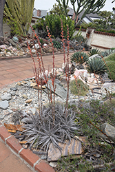 Dyckia Fosteriana (Dyckia fosteriana) at Lakeshore Garden Centres