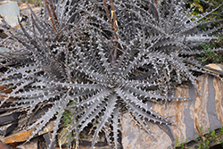 Dyckia Fosteriana (Dyckia fosteriana) at Lakeshore Garden Centres