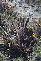 Burgundy Ice Dyckia (Dyckia 'Burgundy Ice') at Lakeshore Garden Centres