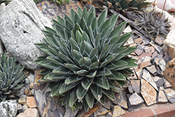 Porcupine Queen Victoria Agave (Agave victoriae-reginae 'Porcupine') at Lakeshore Garden Centres