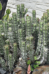 Cow's Horn (Euphorbia grandicornis) at Lakeshore Garden Centres