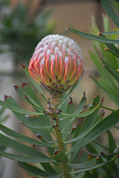 Tango Pincushion (Leucospermum 'Tango') at Lakeshore Garden Centres