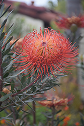 Blanche Ito Pincushion (Leucospermum 'Blanche Ito') at Lakeshore Garden Centres