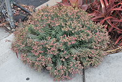 Silver Spurge (Euphorbia rigida) at Lakeshore Garden Centres