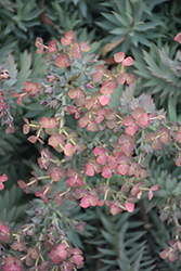 Silver Spurge (Euphorbia rigida) at Lakeshore Garden Centres