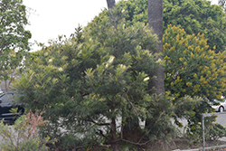 Moonlight Grevillea (Grevillea 'Moonlight') at Lakeshore Garden Centres