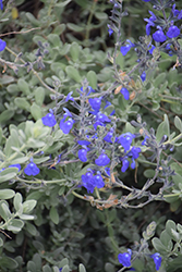 Germander Sage (Salvia chamaedryoides) at Lakeshore Garden Centres