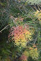 Peaches and Cream Grevillea (Grevillea 'Peaches and Cream') at Lakeshore Garden Centres