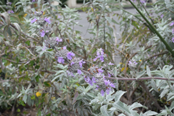 Point Sal Spreader Sage (Salvia leucophylla 'Point Sal Spreader') at Lakeshore Garden Centres
