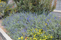 Marine Blue Salvia (Salvia 'Marine Blue') at Lakeshore Garden Centres