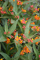 Tropical Milkweed (Asclepias curassavica) at Lakeshore Garden Centres