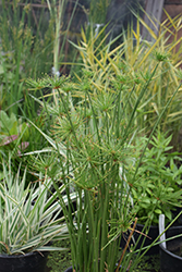 Sharp Edge Sedge (Cyperus haspan) at Lakeshore Garden Centres