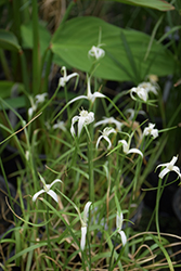 White Star Sedge (Dichromena colorata) at Lakeshore Garden Centres