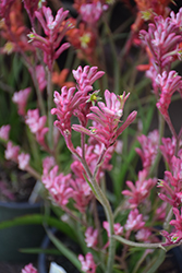 Bush Pearl Kangaroo Paw (Anigozanthos 'Bush Pearl') at Lakeshore Garden Centres