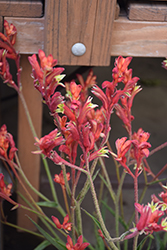 Bush Ranger Kangaroo Paw (Anigozanthos 'Bush Ranger') at Lakeshore Garden Centres