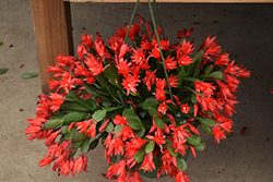 Easter Cactus (Rhipsalidopsis gaertneri) at Lakeshore Garden Centres