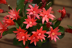 Easter Cactus (Rhipsalidopsis gaertneri) at Lakeshore Garden Centres
