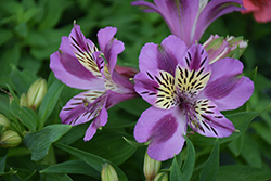 Colorita Mulan Alstroemeria (Alstroemeria 'Zaprimu') at Lakeshore Garden Centres
