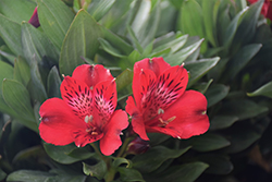 Inca Bandit Alstroemeria (Alstroemeria 'Koncaband') at Lakeshore Garden Centres