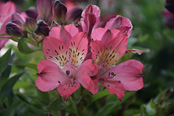 Inca Coral Alstroemeria (Alstroemeria 'Inca Coral') at Lakeshore Garden Centres