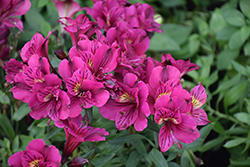 Inca Noble Alstroemeria (Alstroemeria 'Koncanoble') at Lakeshore Garden Centres