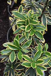 Moonlight Parfait Winter Daphne (Daphne odora 'MonStrk') at Lakeshore Garden Centres