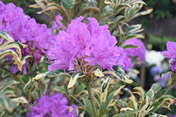 Variegated Pontic Rhododendron (Rhododendron ponticum 'Variegatum') at Lakeshore Garden Centres