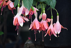 Bicentennial Fuchsia (Fuchsia 'Bicentennial') at Lakeshore Garden Centres