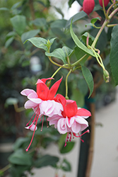New Fascination Fuchsia (Fuchsia 'New Fascination') at Lakeshore Garden Centres