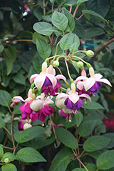 Nonpareil Fuchsia (Fuchsia 'Nonpareil') at Lakeshore Garden Centres