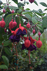 Voodoo Fuchsia (Fuchsia 'Voodoo') at Lakeshore Garden Centres