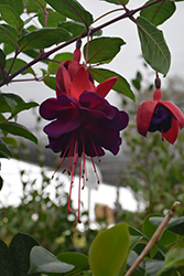 Voodoo Fuchsia (Fuchsia 'Voodoo') at Lakeshore Garden Centres