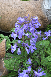 Bonsai Blue Brazilian Rosewood (Jacaranda mimosifolia 'Sakai01') at Lakeshore Garden Centres
